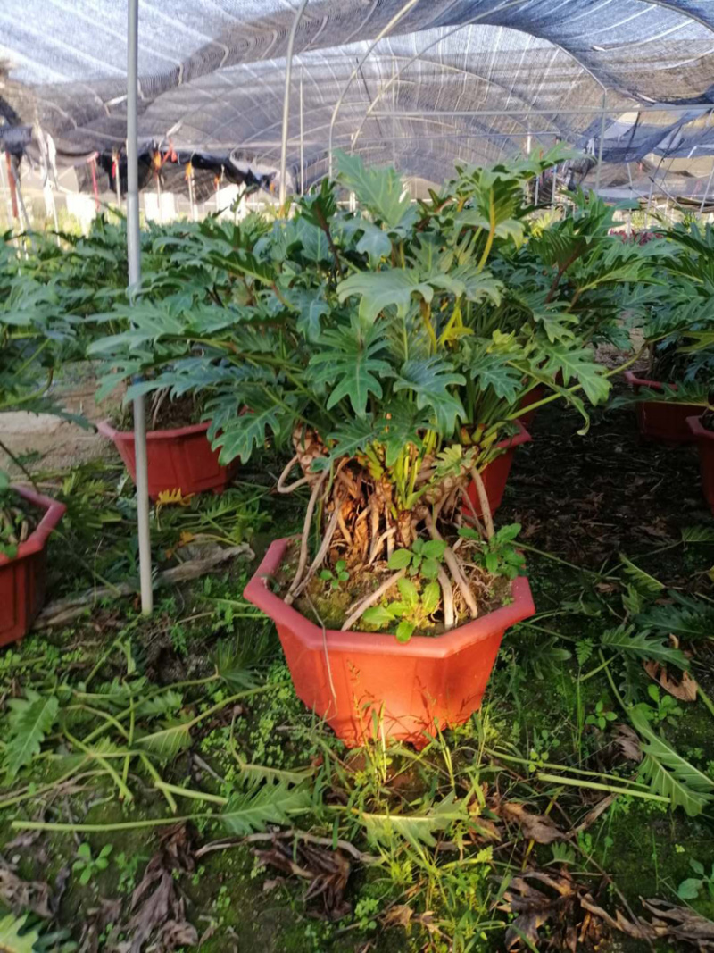千手观音小天使库存大量各类高度均有