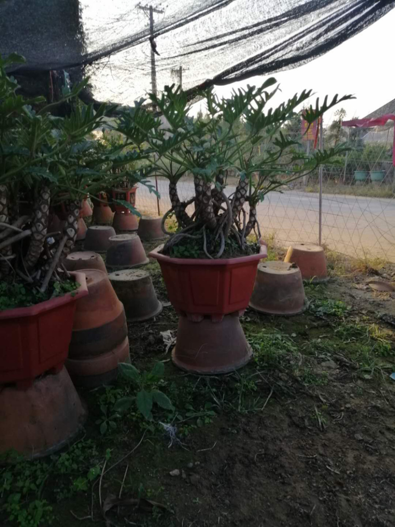 千手观音小天使库存大量各类高度均有