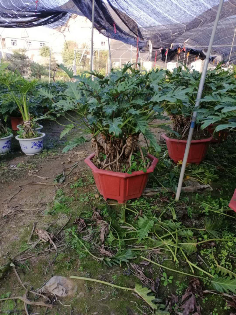 千手观音小天使库存大量各类高度均有