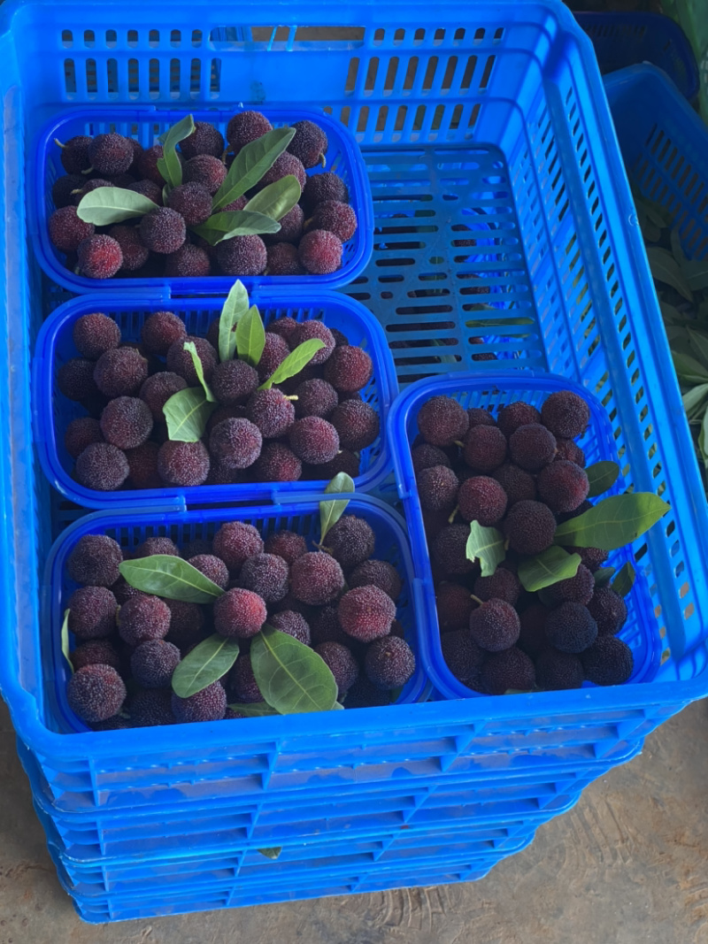 荸荠梅，东魁以大量上市。欢迎各大老板洽谈合作