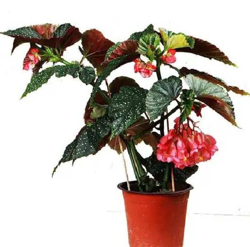 竹节海棠花四季斑点秋海棠花苗室内客厅阳台盆栽花卉绿植开花