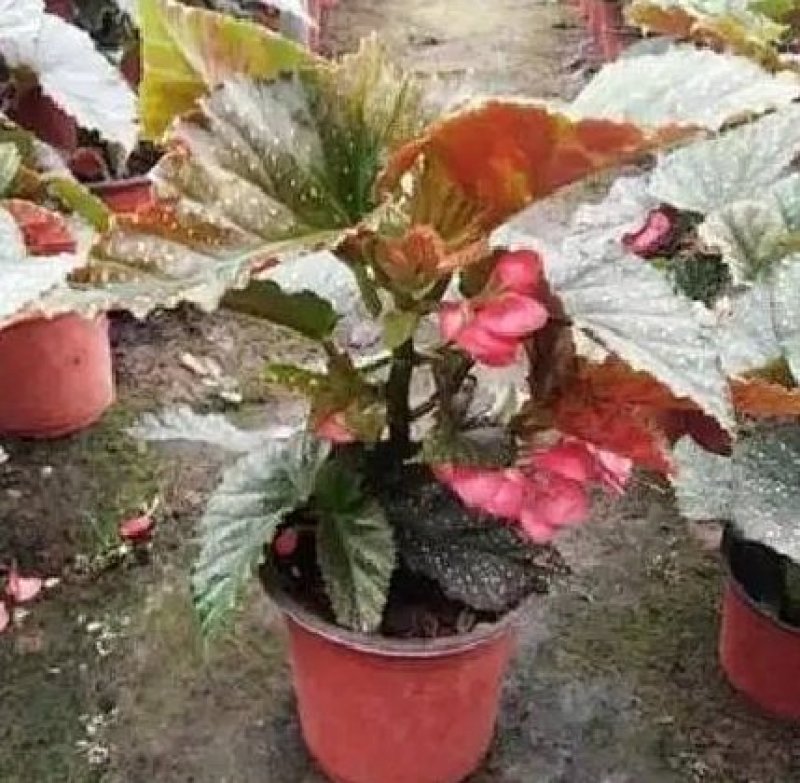 竹节海棠花四季斑点秋海棠花苗室内客厅阳台盆栽花卉绿植开花
