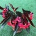 竹节海棠花四季斑点秋海棠花苗室内客厅阳台盆栽花卉绿植开花