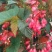 竹节海棠花四季斑点秋海棠花苗室内客厅阳台盆栽花卉绿植开花