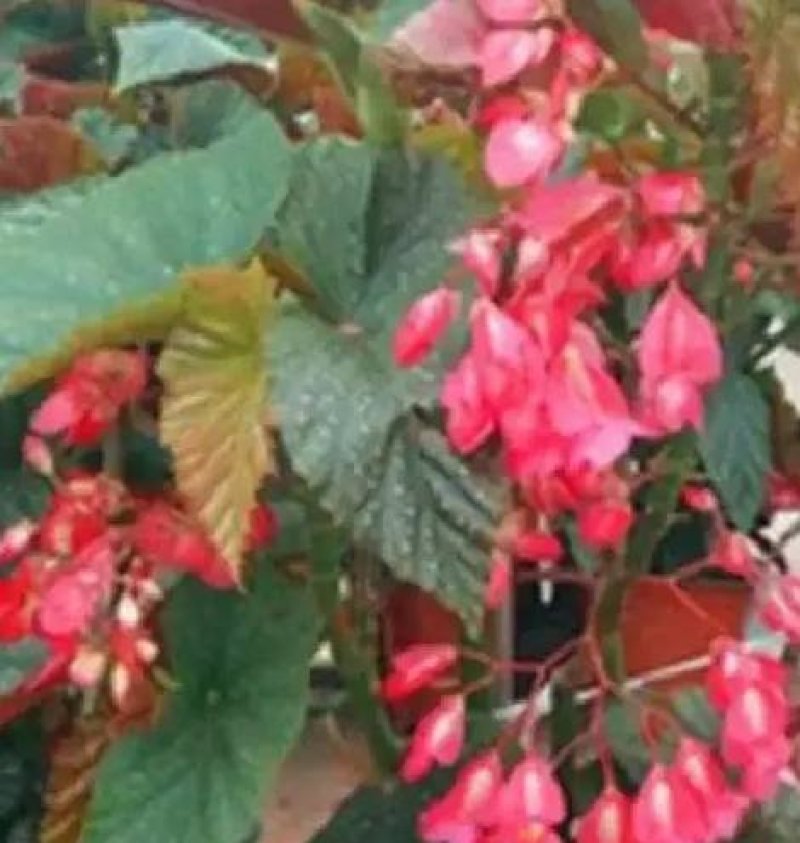 竹节海棠花四季斑点秋海棠花苗室内客厅阳台盆栽花卉绿植开花