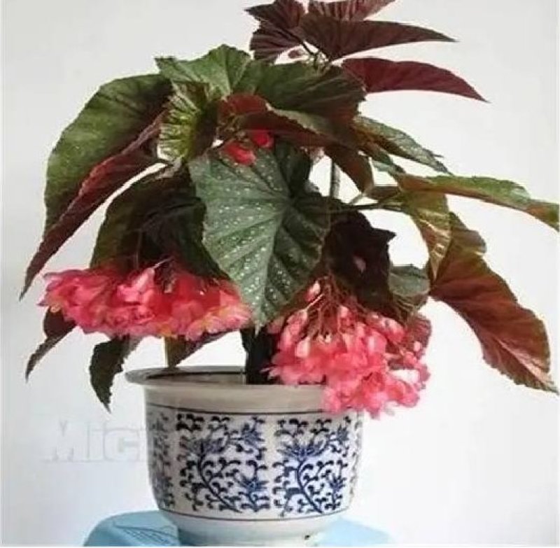 竹节海棠花四季斑点秋海棠花苗室内客厅阳台盆栽花卉绿植开花