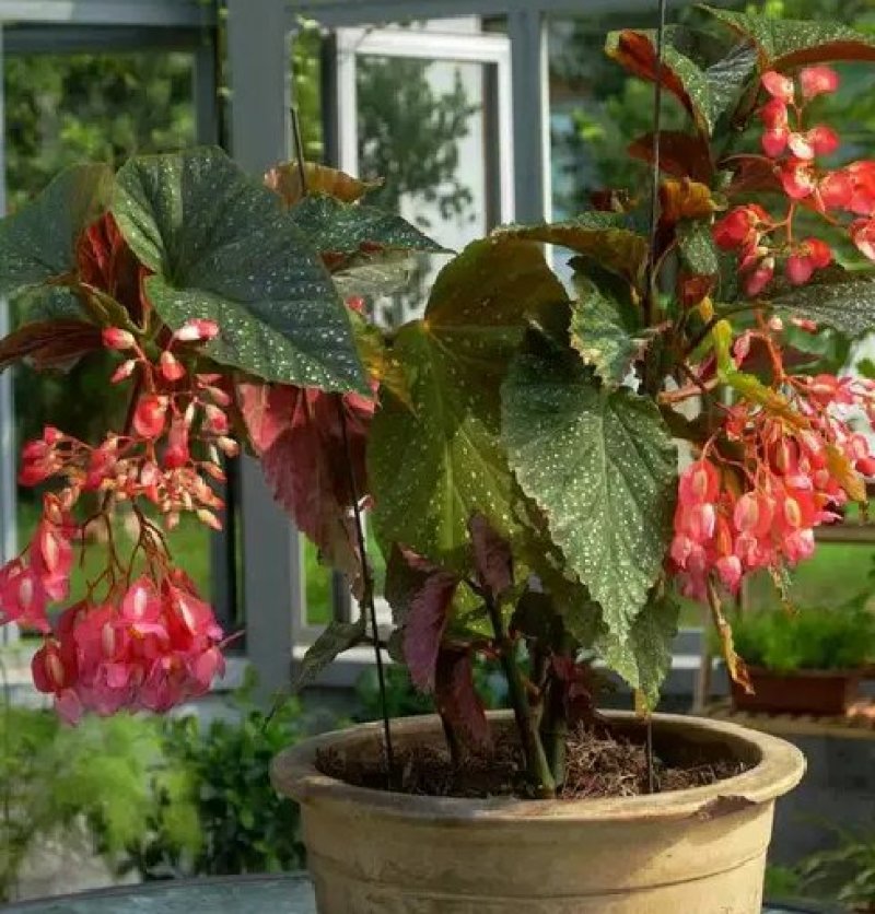 竹节海棠花四季斑点秋海棠花苗室内客厅阳台盆栽花卉绿植开花