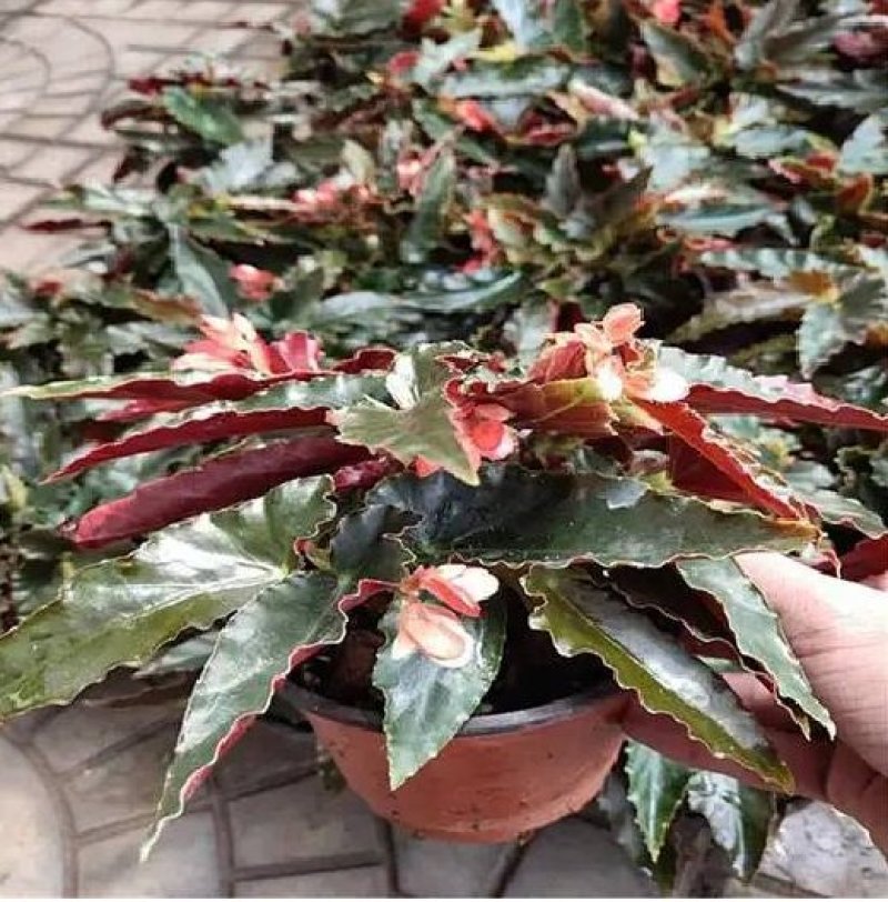 竹节海棠花四季斑点秋海棠花苗室内客厅阳台盆栽花卉绿植开花