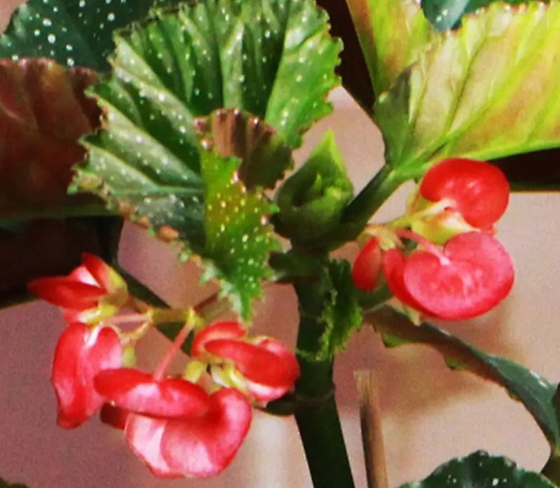 竹节海棠花四季斑点秋海棠花苗室内客厅阳台盆栽花卉绿植开花