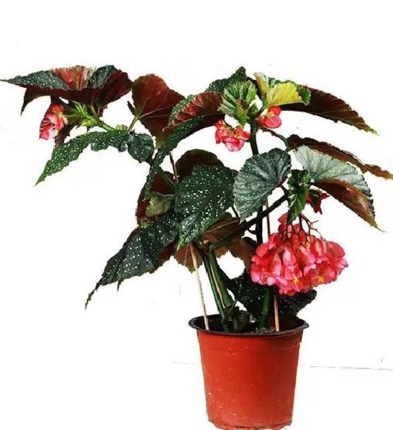 竹节海棠花四季斑点秋海棠花苗室内客厅阳台盆栽花卉绿植开花