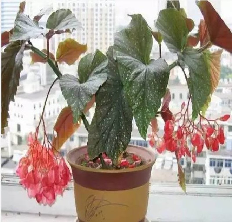 竹节海棠花四季斑点秋海棠花苗室内客厅阳台盆栽花卉绿植开花