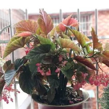 竹节海棠花四季斑点秋海棠花苗室内客厅阳台盆栽花卉绿植开花