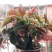 竹节海棠花四季斑点秋海棠花苗室内客厅阳台盆栽花卉绿植开花