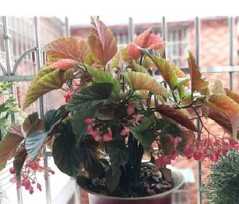 竹节海棠花四季斑点秋海棠花苗室内客厅阳台盆栽花卉绿植开花