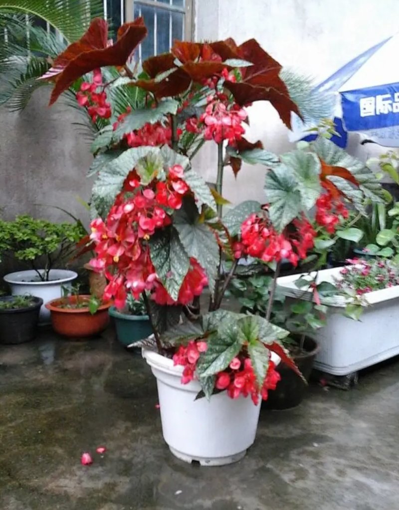 竹节海棠花四季斑点秋海棠花苗室内客厅阳台盆栽花卉绿植开花