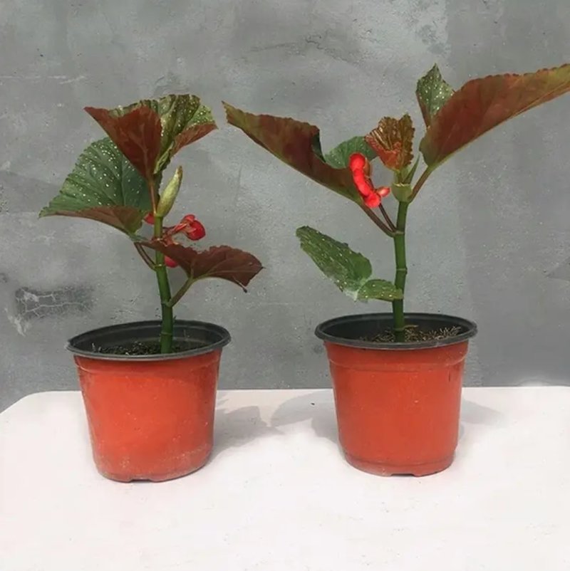 竹节海棠花四季斑点秋海棠花苗室内客厅阳台盆栽花卉绿植开花