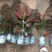 竹节海棠花四季斑点秋海棠花苗室内客厅阳台盆栽花卉绿植开花