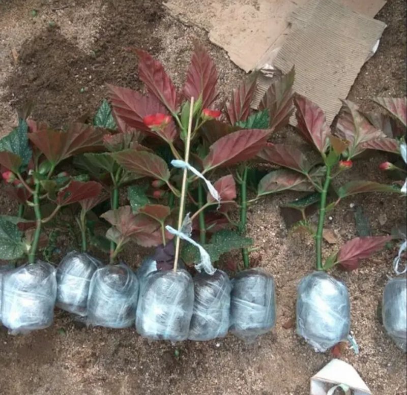竹节海棠花四季斑点秋海棠花苗室内客厅阳台盆栽花卉绿植开花