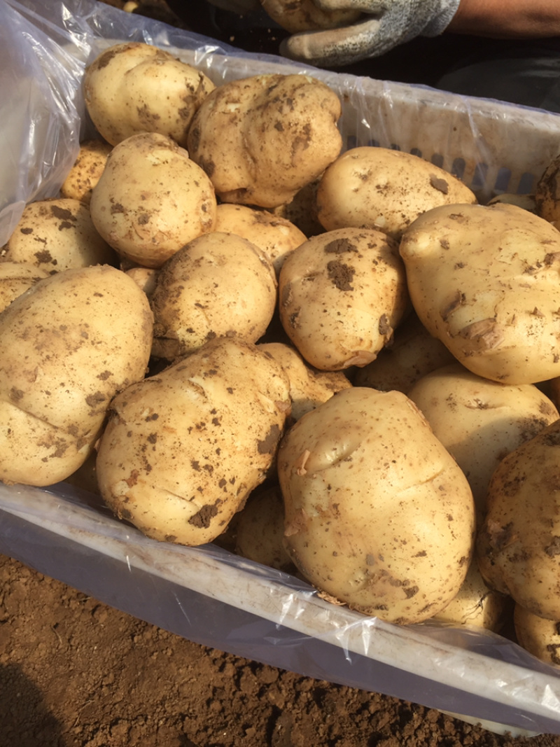 自家早大白土豆荷兰806