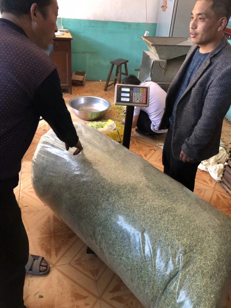 金银花金银花茶山东金银花茶2025年新金银花烘干