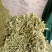 金银花金银花茶山东金银花茶2025年新金银花烘干