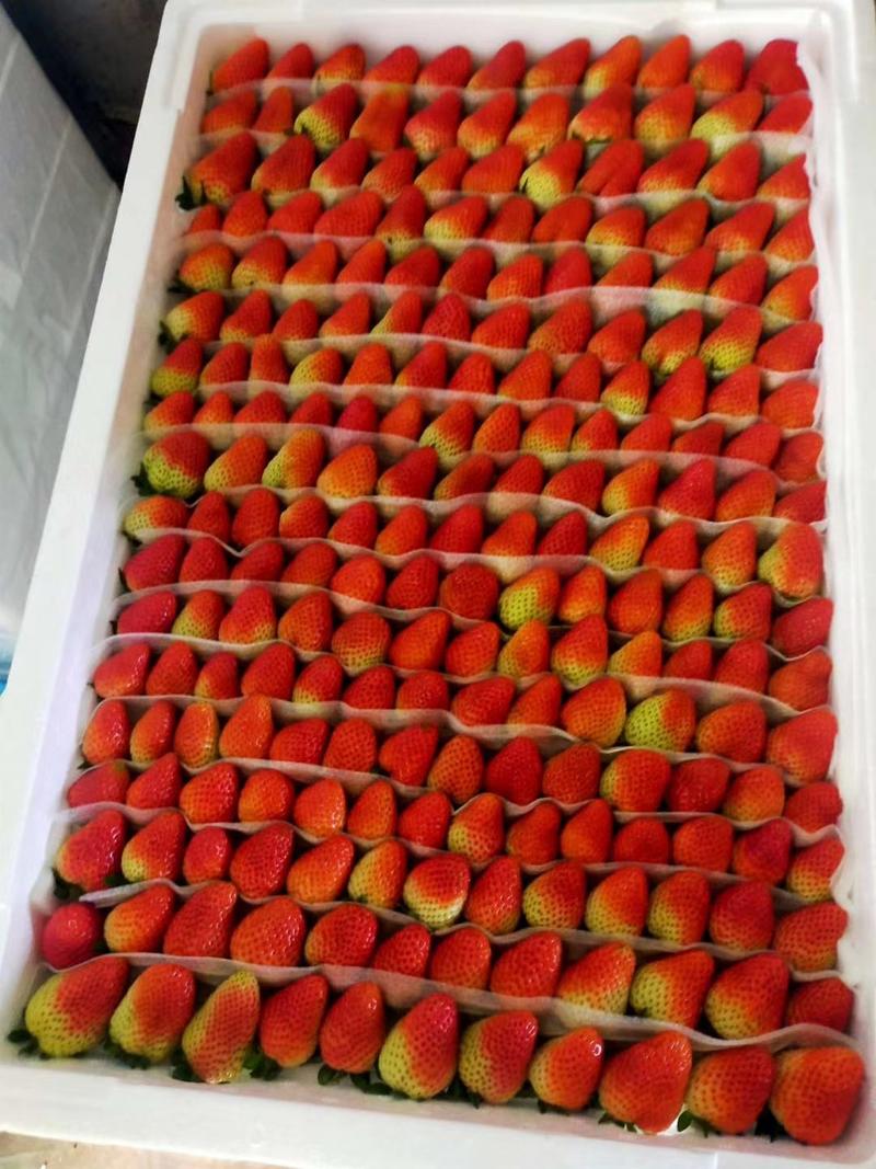 云南夏季草莓来自高山泉水灌溉，鲜（圣安）蒙特瑞，品质保证