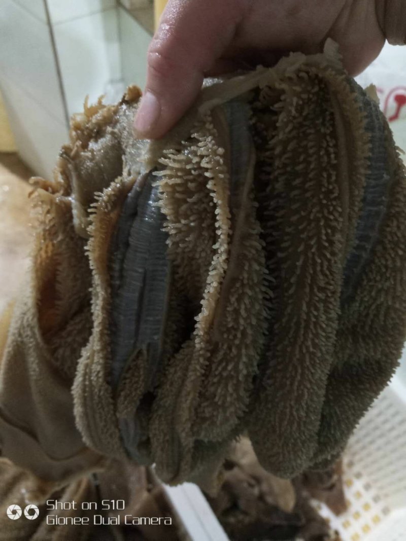 水牛大叶片连张精选（净重50斤每件/五件起批）