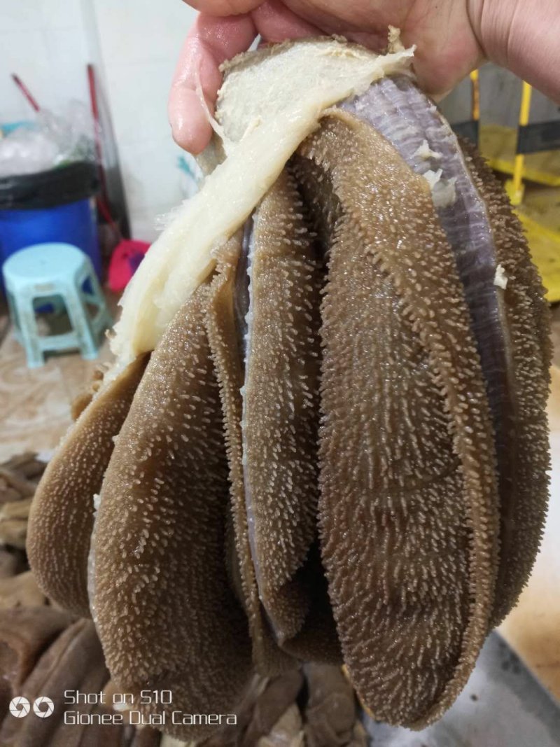 水牛大叶片连张精选（净重50斤每件/五件起批）