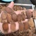 一件代发无糖红参片，包含量，片片带纹，特价二等片
