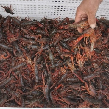 龙感湖优质清水小龙虾