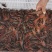 龙感湖优质清水小龙虾