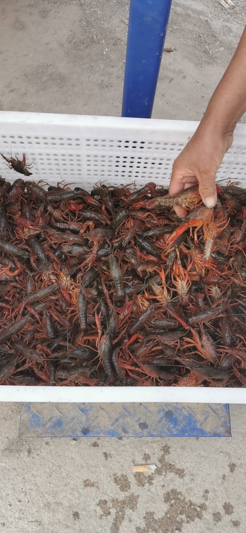 龙感湖优质清水小龙虾