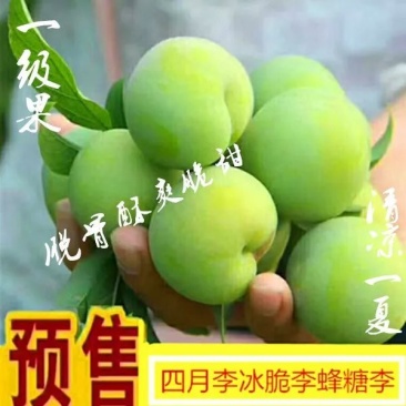 贵州紫云火花冰脆李六马四月李即将上市