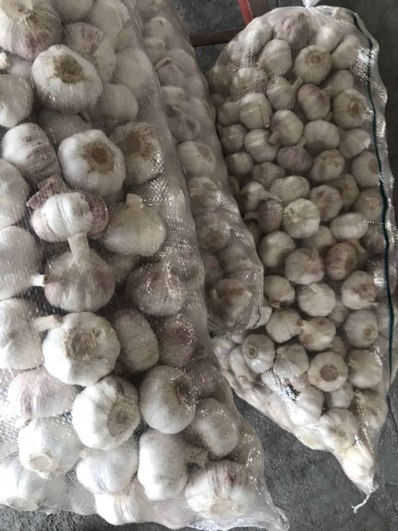 邳州大蒜干蒜半干蒜大量上市有需要的联系我