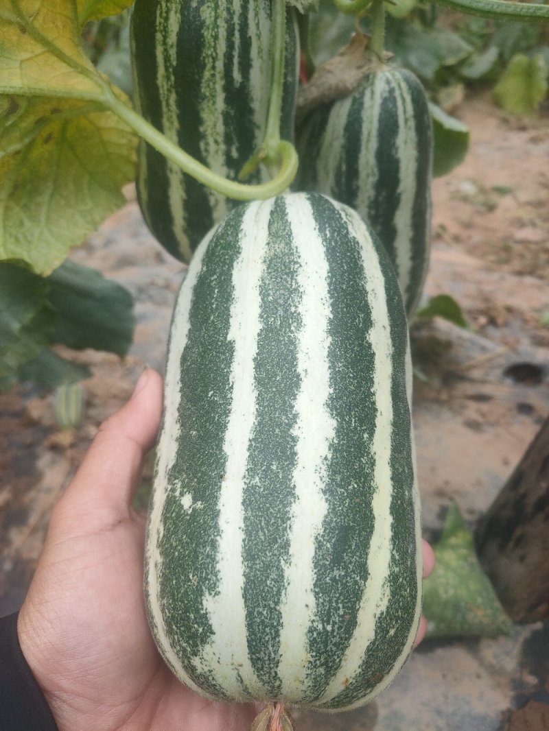 博洋九号甜瓜，口感好，糖度好，无农药残留，产地直销。
