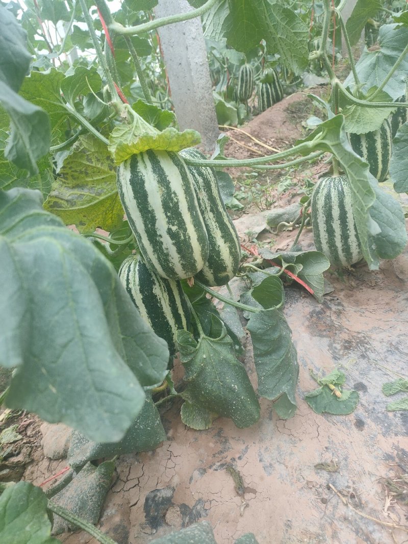 博洋九号甜瓜，口感好，糖度好，无农药残留，产地直销。