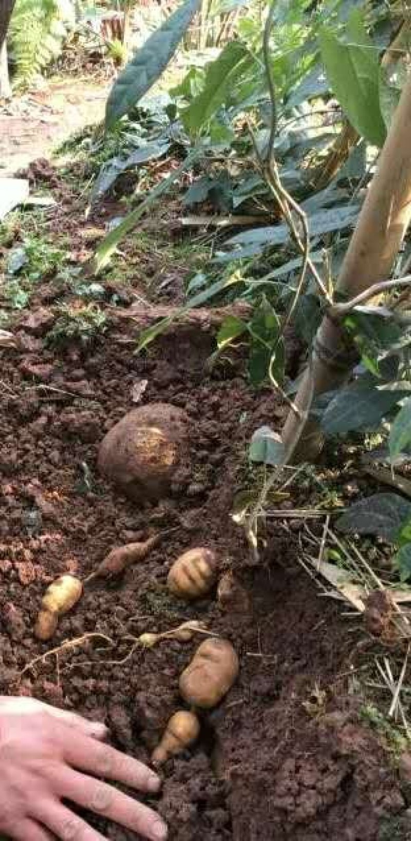 云南野生山茨菇地苦胆金果橄价格美丽货源充足