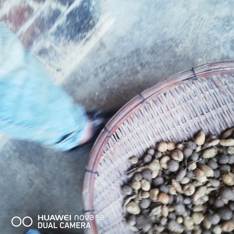 云南野生山茨菇地苦胆金果橄价格美丽货源充足