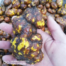 云南野生山茨菇地苦胆金果橄价格美丽货源充足