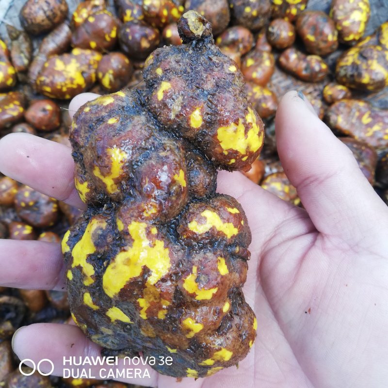 云南野生山茨菇地苦胆金果橄价格美丽货源充足