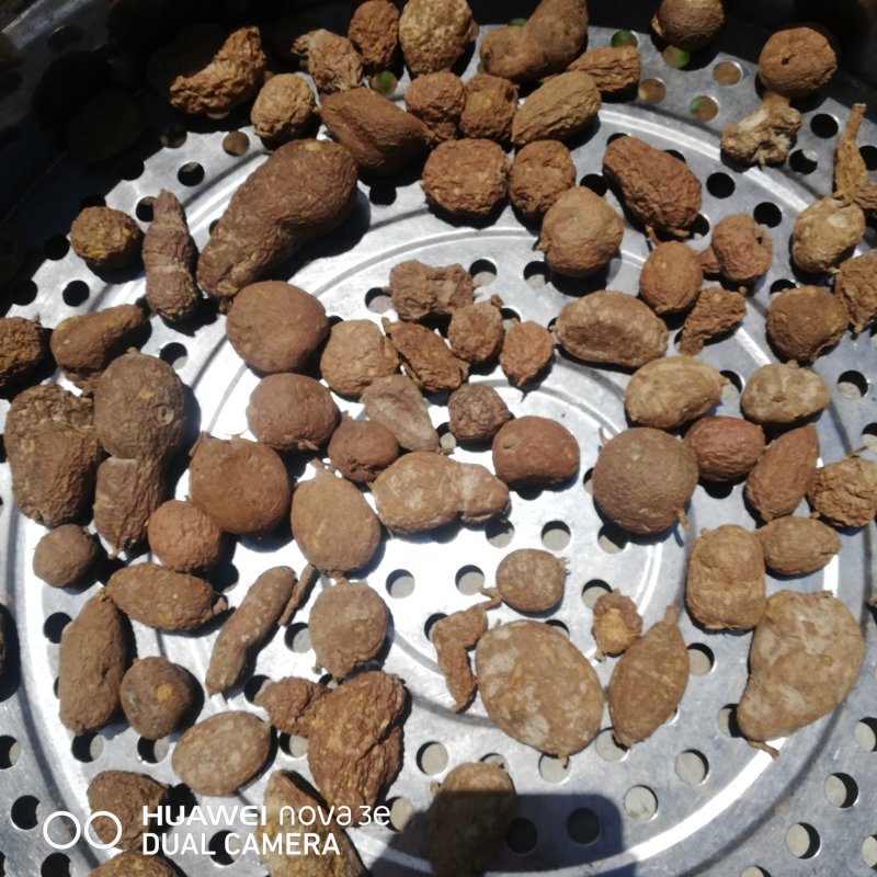 云南野生山茨菇地苦胆金果橄价格美丽货源充足