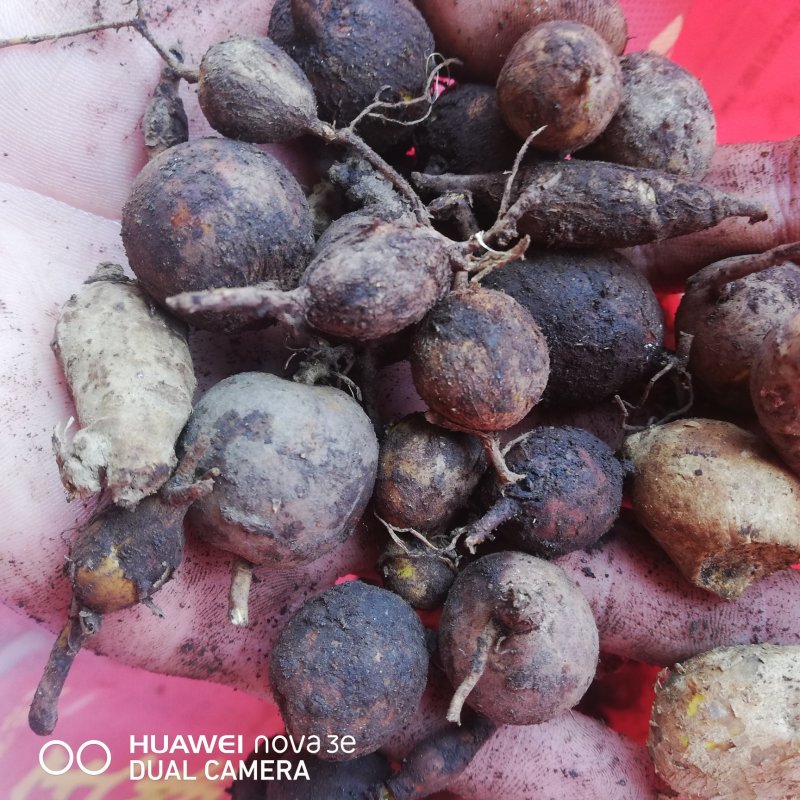 云南野生山茨菇地苦胆金果橄价格美丽货源充足