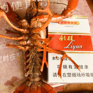 滁州小龙虾各种规格，价格美丽
