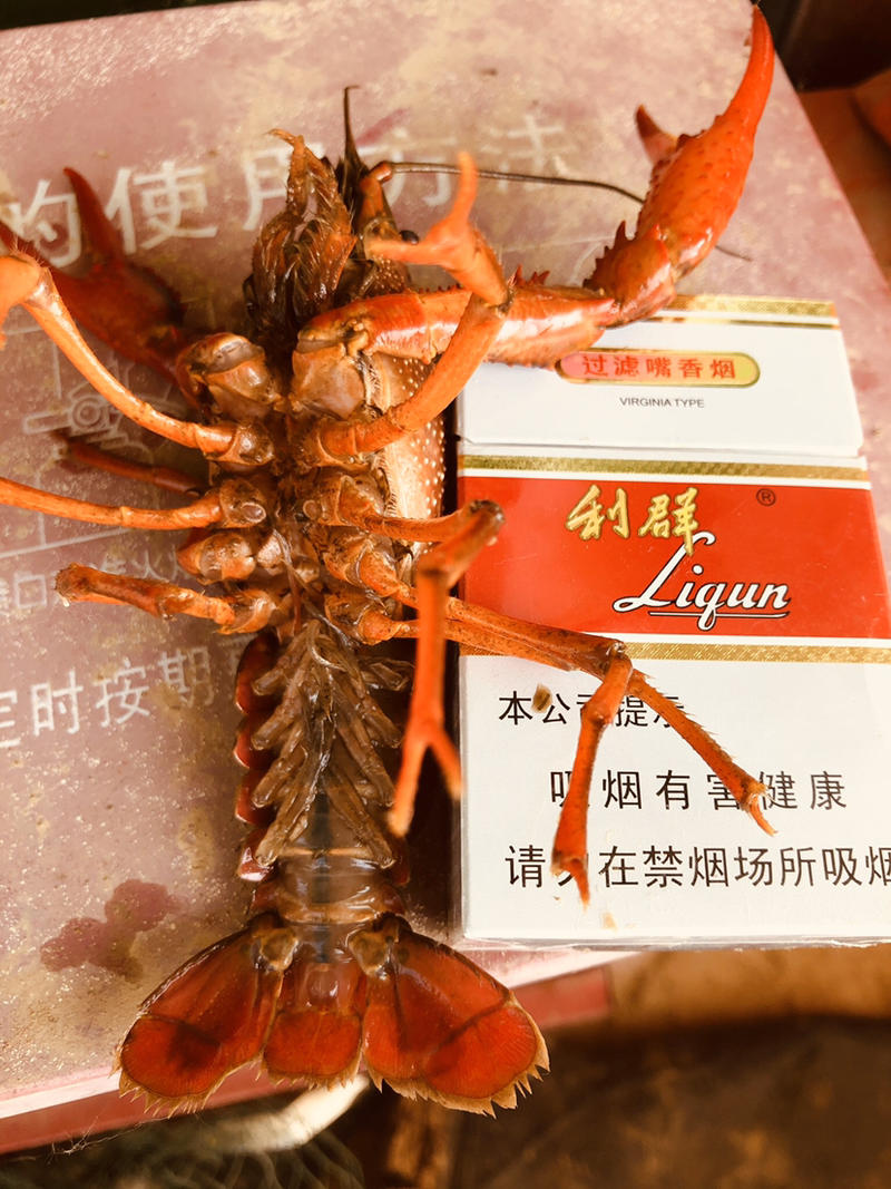 滁州小龙虾各种规格，价格美丽