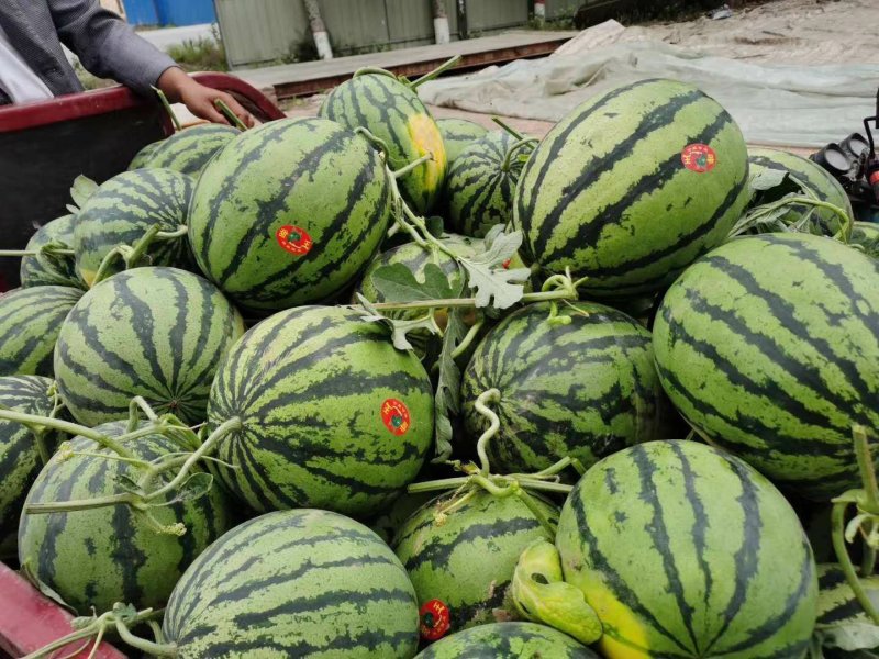 祥符产地直发美都西瓜，甜王脆甜多汁保质保量