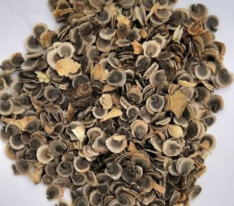 蜀葵子胡葵子无硫净货保正品批发零售各种中药材