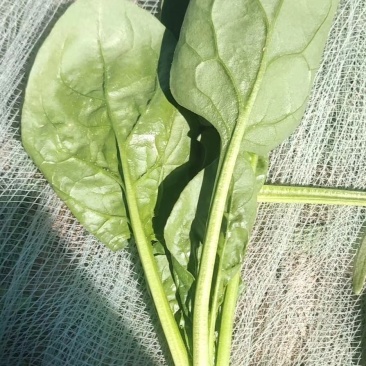 精品菠菜