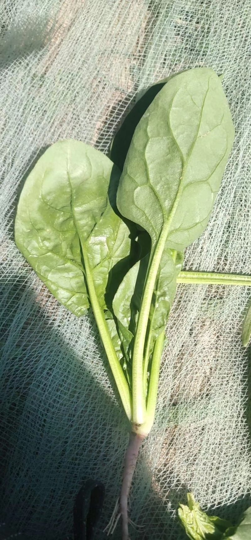 精品菠菜