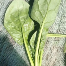 五月底内蒙菠菜大量上市需要的老板们赶紧联系吧