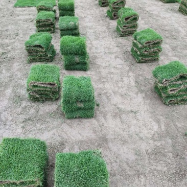 马尼拉草卷